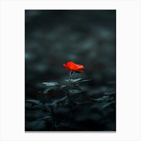 Dark Rose 177 Canvas Print