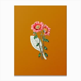 Vintage Discolored Calandrinia Botanical on Sunset Orange n.0111 Canvas Print