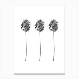 Three Palm Trees Summer Black and White Minimalist Boho Art Print Canvas Print
