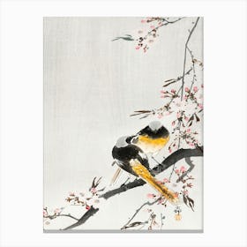 Two Sable Red Tails With Cherry Blossom (1900 1936), Ohara Koson Canvas Print