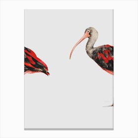 Scarlet Ibis Canvas Print