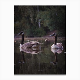 Geese Swimming Canvas Print
