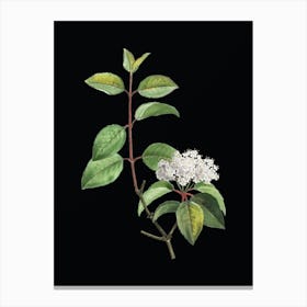 Vintage Black Haw Botanical Illustration on Solid Black n.0107 Canvas Print