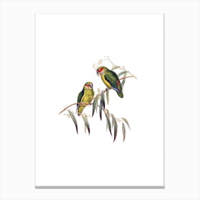 Vintage Coxen's Fig Parrot Bird Illustration on Pure White Canvas Print