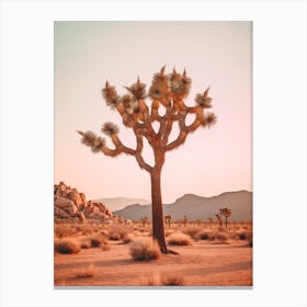 Photograph Of A Joshua Tree At Dusk In A Sandy Desert 3 Canvas Print