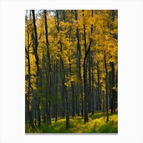 Autumn Trees In A Forest Canvas Print