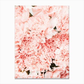 Pink Carnation Flowers Canvas Print