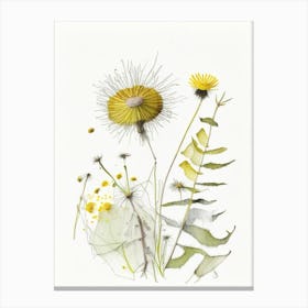 Dandelion Spices And Herbs Pencil Illustration 1 Canvas Print