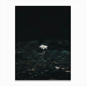 Single Flower In The Dark 10 Canvas Print