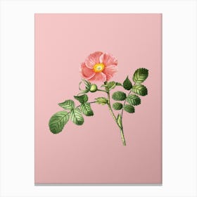 Vintage Japanese Rose Botanical on Soft Pink n.0941 Canvas Print
