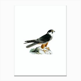 Vintage Eurasian Hobby Falcon Bird Illustration on Pure White Canvas Print