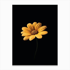 Single Yellow Daisy 3 Canvas Print