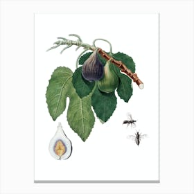 Vintage Fig Botanical Illustration on Pure White Canvas Print