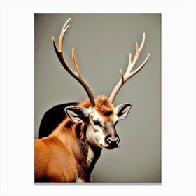 Deer horn Canvas Print