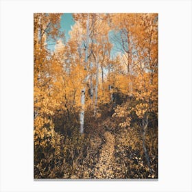 Autumn Forest - Grand Teton National Park Aspen Trees Canvas Print