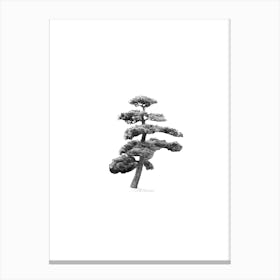 Japanese Bonsai Pine Tree Canvas Print