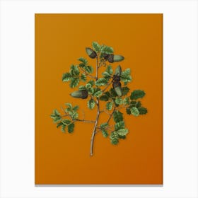 Vintage Kermes Oak Botanical on Sunset Orange n.0727 Canvas Print