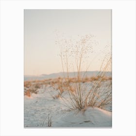 Dried Desert Grass Canvas Print