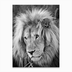 Lion Male Canvas Print