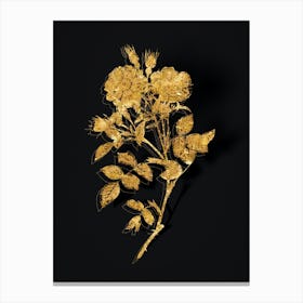 Vintage Queen Elizabeth's Sweetbriar Rose Botanical in Gold on Black n.0040 Canvas Print