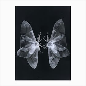 Two Moths 2 Canvas Print