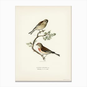 Common Linnet (Acanthis Cannabina), The Von Wright Brothers Canvas Print