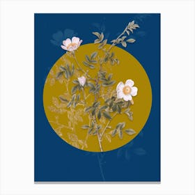 Vintage Botanical Pink Hedge Rose in Bloom on Circle Yellow on Blue Canvas Print