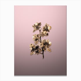 Gold Botanical Tansy Leaved Hawthorn Flower on Rose Quartz Canvas Print