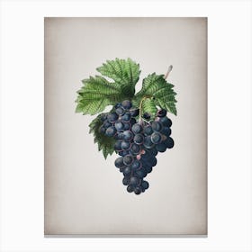 Vintage Grape Vine Botanical on Parchment n.0264 Canvas Print
