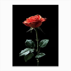 Single Rose On Black Background 10 Canvas Print