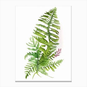 Evergreen Fern Wildflower Watercolour 2 Canvas Print