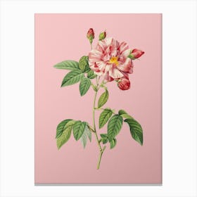Vintage French Rosebush with Variegated Flowers Botanical on Soft Pink n.0220 Canvas Print