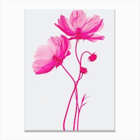 Hot Pink Cosmos 2 Canvas Print