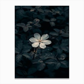 White Flower In The Dark 27 Canvas Print