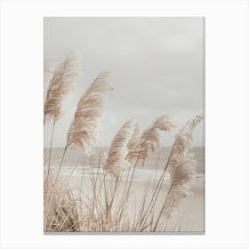 Pampas Grass At The Beach Canvas Print