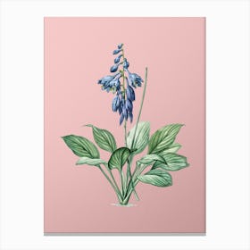 Vintage Daylily Botanical on Soft Pink n.0314 Canvas Print