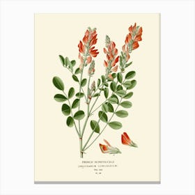 Botanical Illustration Of A Red Flower 1 Canvas Print