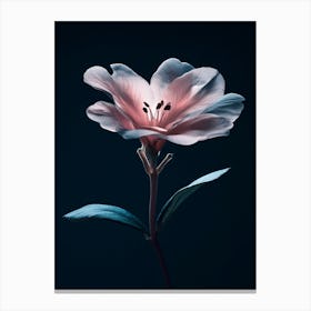 Pink Flower 9 Canvas Print