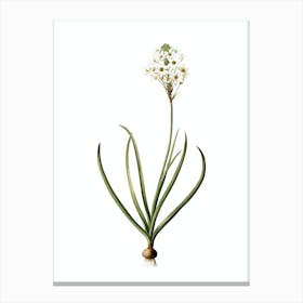 Vintage Arabian Starflower Botanical Illustration on Pure White Canvas Print