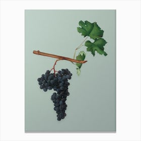 Vintage Dolcetto Grapes Botanical Art on Mint Green n.0092 Canvas Print