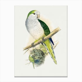 Parrot Perched On Branch Canvas Print