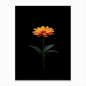 Single Orange Flower On Black Background 8 Canvas Print