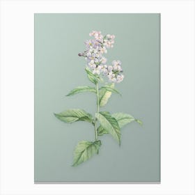 Vintage White Gillyflower Bloom Botanical Art on Mint Green n.0499 Canvas Print