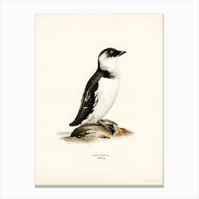 Little Auk (Alle Alle), The Von Wright Brothers Canvas Print