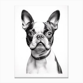 Boston Terrier Dog, Line Drawing 1 Canvas Print