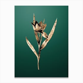 Gold Botanical Tulipa Oculus Colis on Dark Spring Green n.0697 Canvas Print