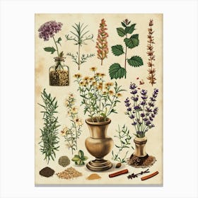 Garden Herbs Vintage Illustration 3 Canvas Print