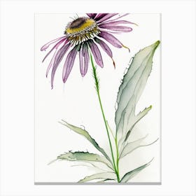 Echinacea Herb Minimalist Watercolour 1 Canvas Print