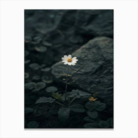 Daisy 29 Canvas Print