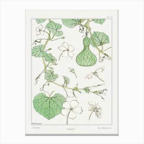 Squash From The Plant And Its Ornamental Applications (1896 ), Maurice Pillard Verneuil Canvas Print